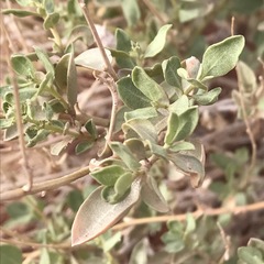 Atriplex garrettii