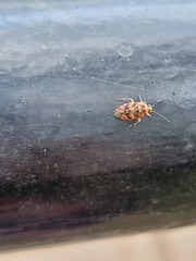 Tropidosteptes quercicola