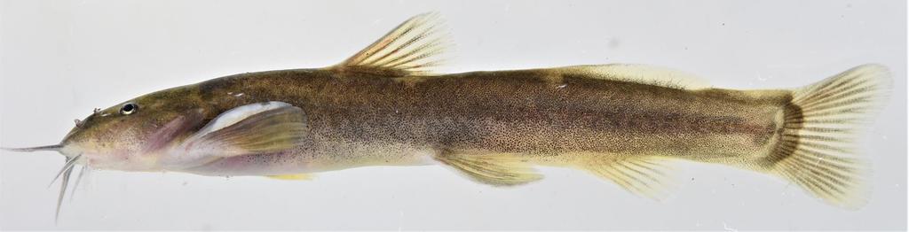Inkomati Mountain Catfish