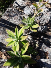 Echeveria coccinea
