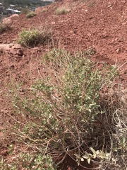 Atriplex garrettii