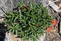 Bouvardia ternifolia