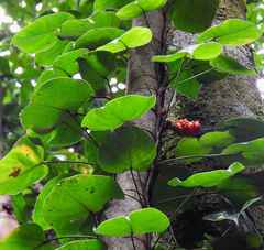 Philodendron ecordatum