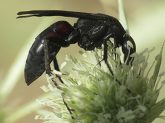 Entomobora