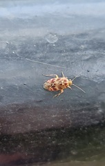 Tropidosteptes quercicola