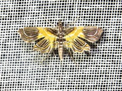 Musotiminae