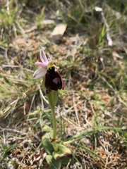 Ophrys bertolonii balearica
