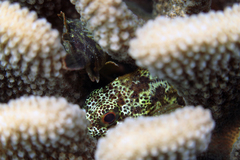 Sebastapistes coniorta