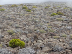 Seriphium passerinoides