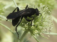 Entomobora