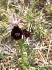 Ophrys bertolonii balearica