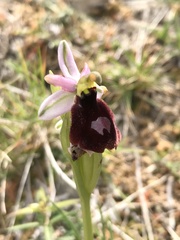 Ophrys bertolonii balearica