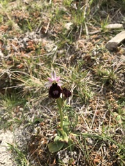Ophrys bertolonii balearica