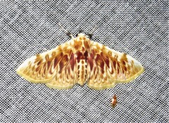 Polygrammodes sanguinalis