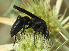 Entomobora