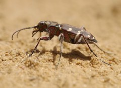 Cicindela soluta