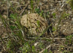 Morchella steppicola