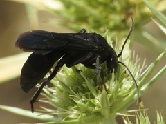 Entomobora