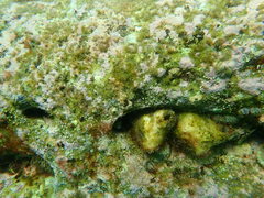 Parablennius intermedius