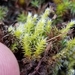 Hoary Fringe-Moss - Photo (c) Rob Routledge, some rights reserved (CC BY-NC), uploaded by Rob Routledge