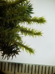 Racomitrium canescens canescens