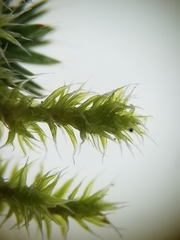 Racomitrium canescens canescens