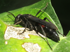 Entomobora