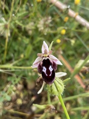 Ophrys reinholdii