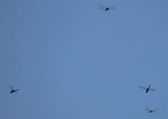 Tauriphila australis