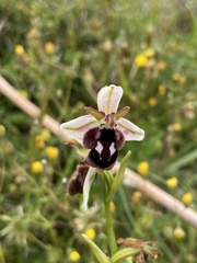 Ophrys reinholdii