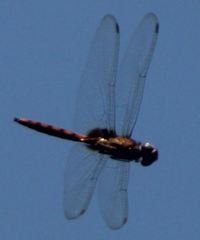 Tauriphila australis