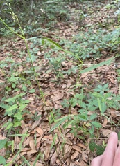 Dichanthelium equilaterale