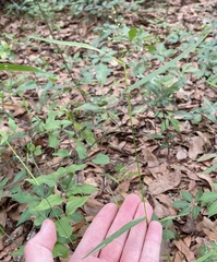 Dichanthelium equilaterale