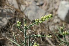 Ochradenus arabicus