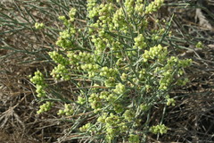 Ochradenus arabicus