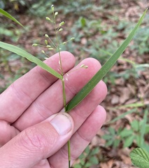 Dichanthelium equilaterale