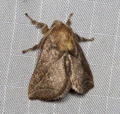 Anaxidia lozogramma