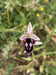 Ophrys reinholdii