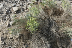 Ochradenus arabicus