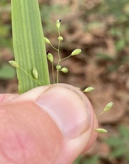 Dichanthelium equilaterale