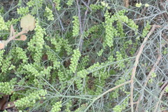 Ochradenus arabicus