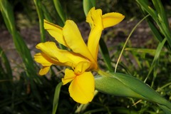 Iris juncea