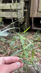 Dichanthelium equilaterale