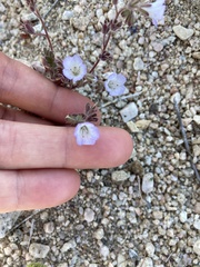 Phacelia douglasii