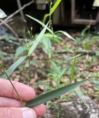 Dichanthelium equilaterale