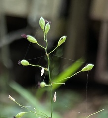 Dichanthelium equilaterale