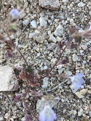 Phacelia douglasii