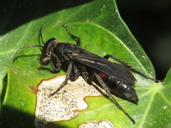 Entomobora