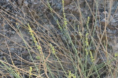 Ochradenus aucheri