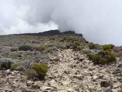 Phylica nitida